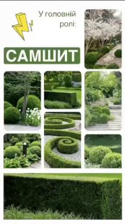 Самшит вічнозелений