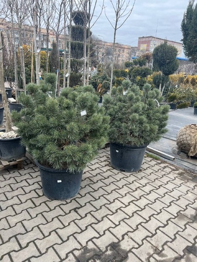 Сосна 'Chantry Blue'