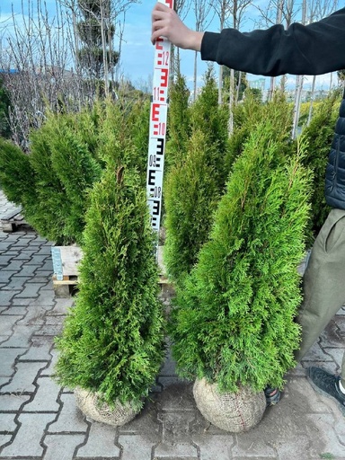 Туя західна 'Smaragd'