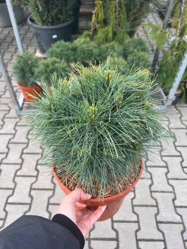 Сосна веймутова 'Greg'
