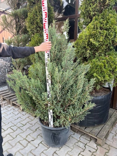 Ялівець китайський Стрікта
