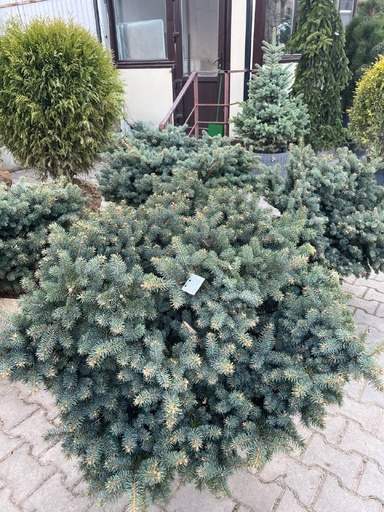 Ялина 'Глаука Глобоза'