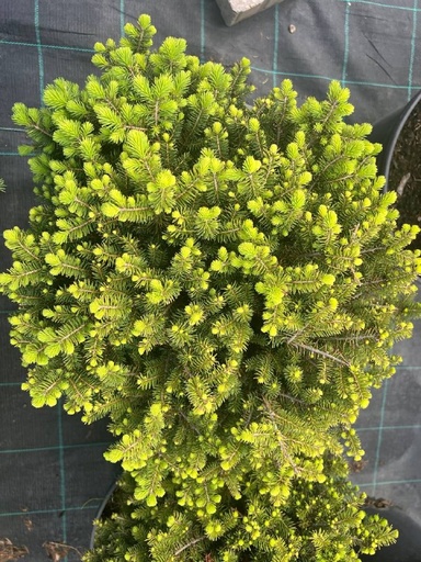 Ялиця сербська 'Karel'