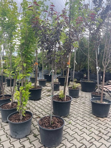 Сакура 'Royal Burgundy'