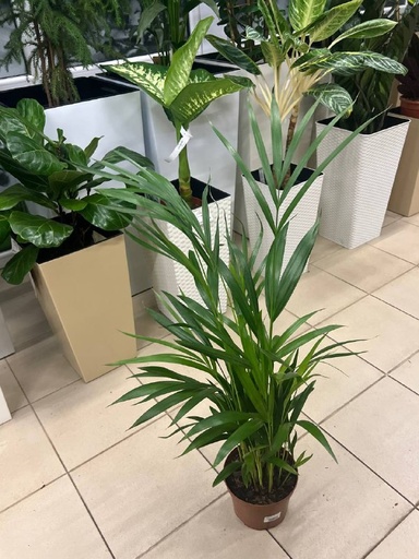 Пальма Арека